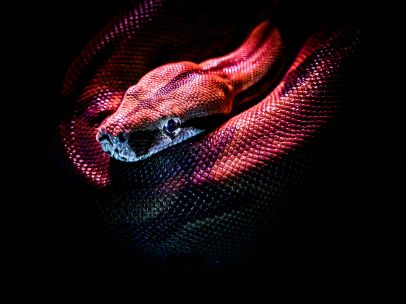 Striking image of a red-bellied python showcasing its vibrant scales in dramatic lighting.